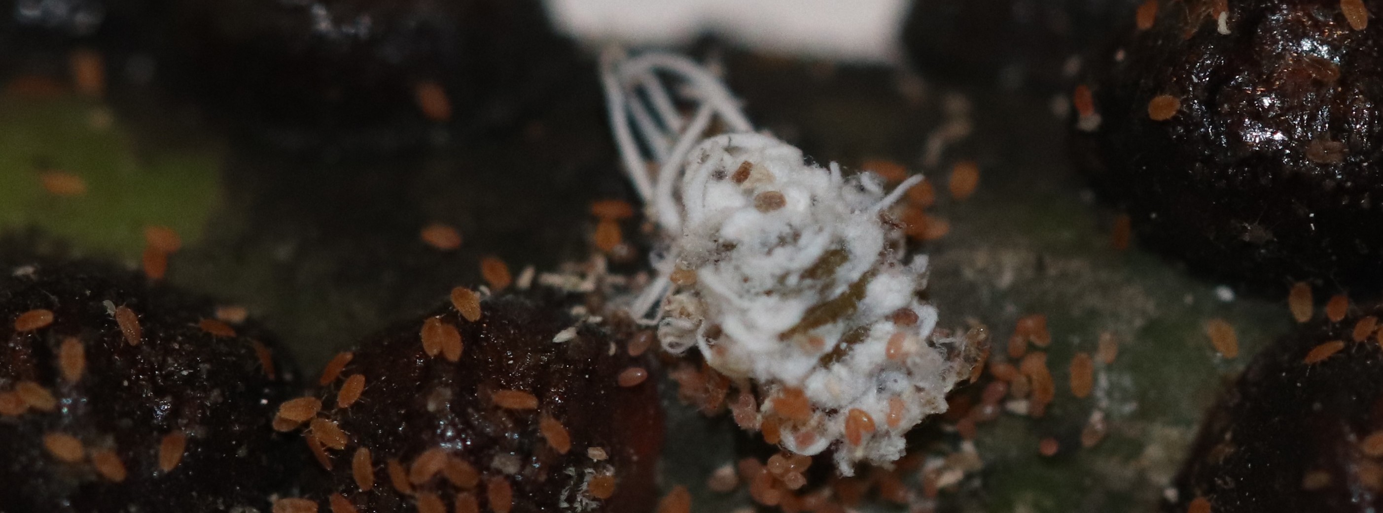 Larva de depredador